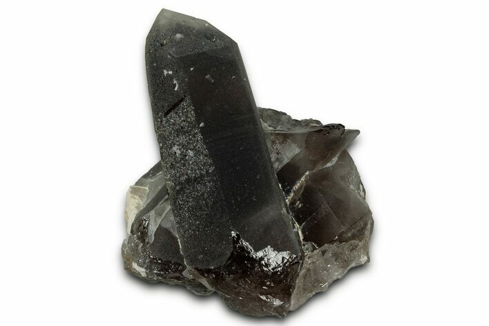 Smoky Quartz Crystal Cluster - Malawi #330878